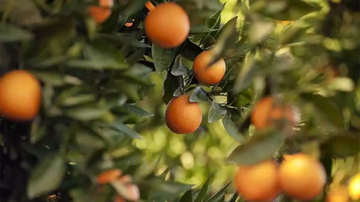 Naranjo con naranjas maduras