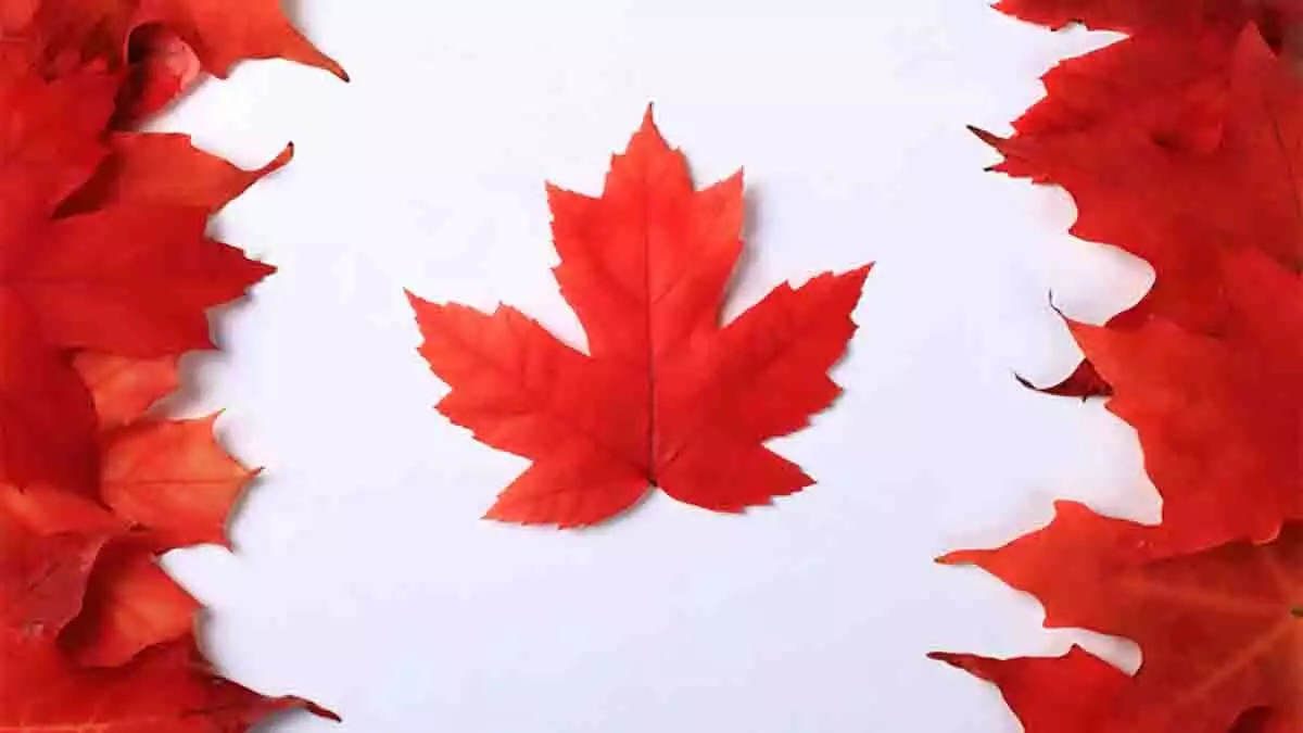 Bandera de Canadá con hojas
