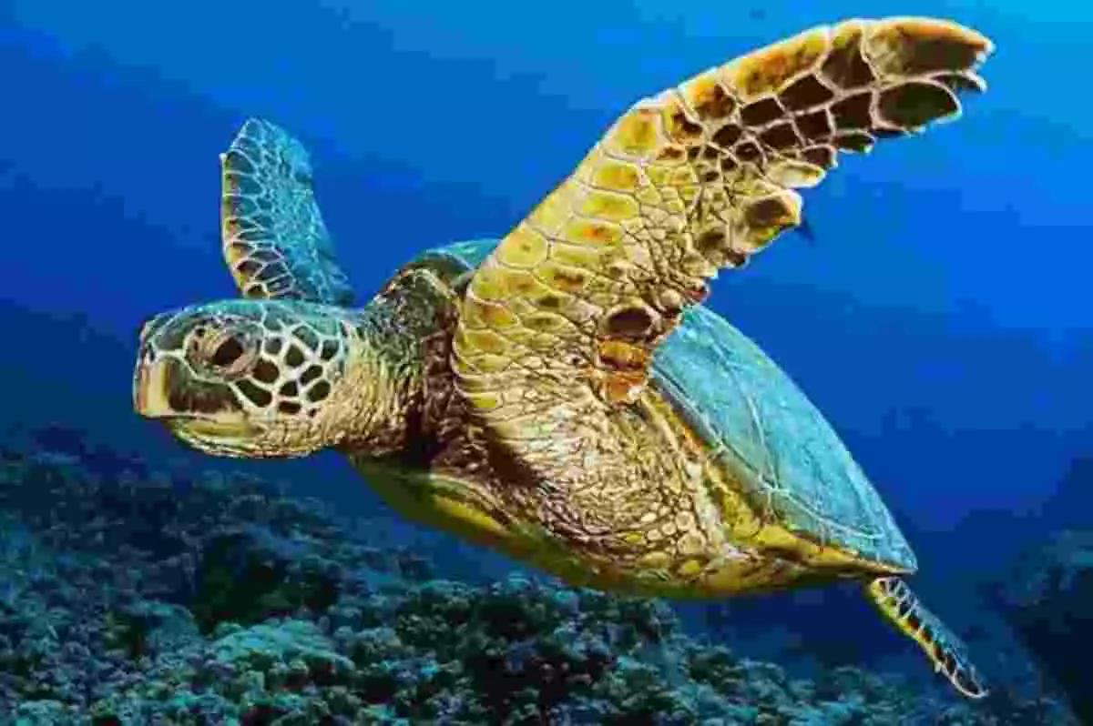 Imagen de un ejemplar de tortuga marina