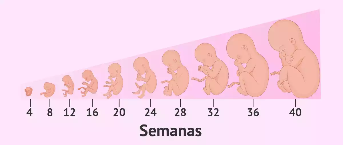 Representación gráfica de la evolución del feto