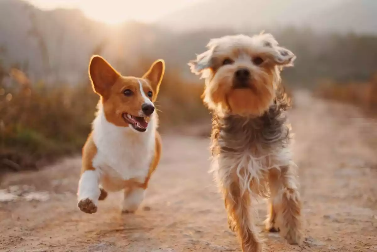 Dos perros pequeños corriendo por un camino