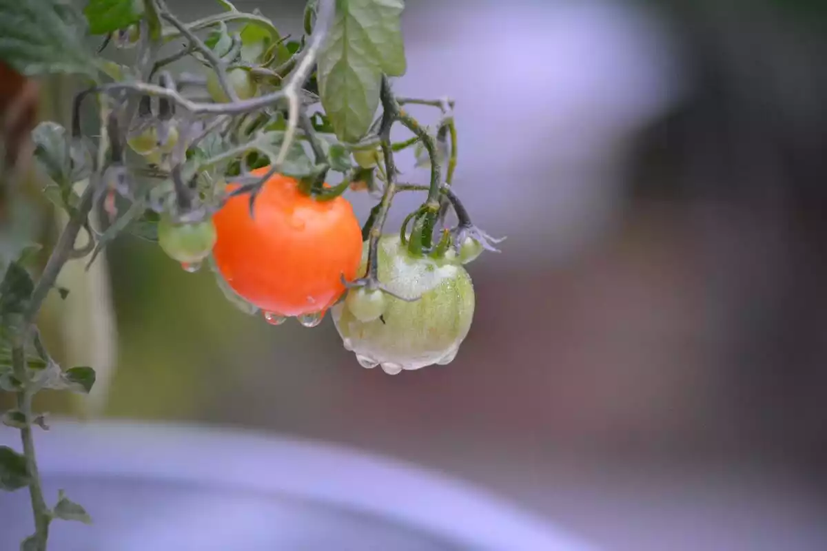 Tomates colgados de la tomatera con gotas de rocío y fondo difuminado
