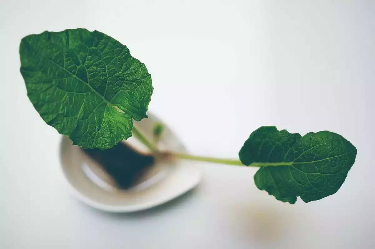 Hojas en primer plano con fondo de plato difuminado